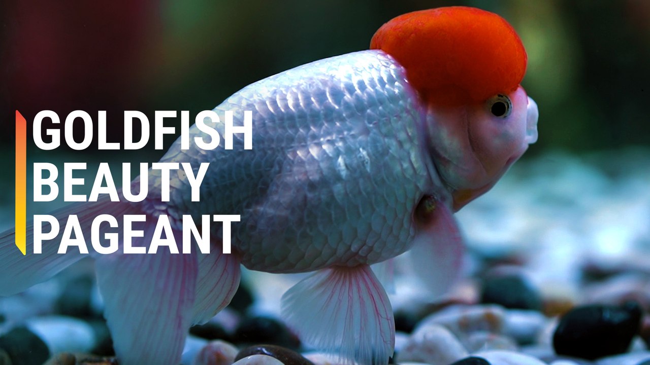 Meet the Miss Universe of Goldfish video Dailymotion
