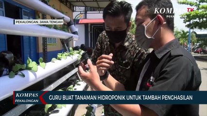 Guru Buat Tanaman Hidroponik Untuk Tambah Penghasilan