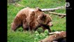 Grizzly Bears wildlife