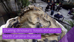 'Dueling dinosaurs' fossils donated to North Carolina museum, and other top stories in strange news from November 19, 2020.
