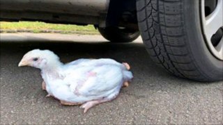 Car VS Chicken experiment | Crushing hard and soft things with car