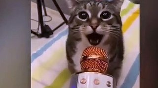 Cute Animals Baby - Funny Cats  and Animals