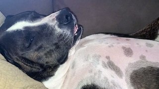 Bruno the pit bull eyes open sound asleep snoring