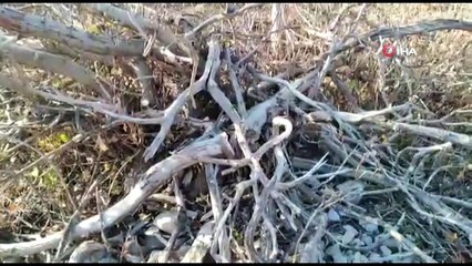 Yarısı kahverengi, yarısı beyaz gelincik görüntülendi