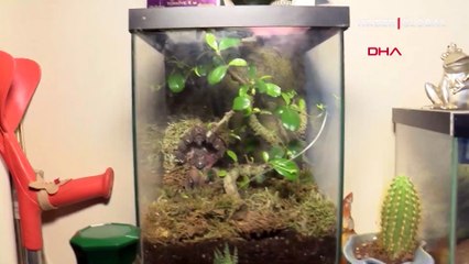 Evinde yasaklı 12 hayvan beslemişti, kendini böyle savundu: "Hepsi çocuğum gibi"