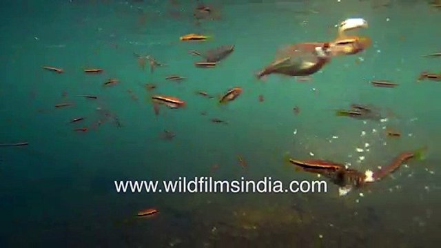 Gold-coloured freshwater fish feeding under blue waters filmed on GoPro