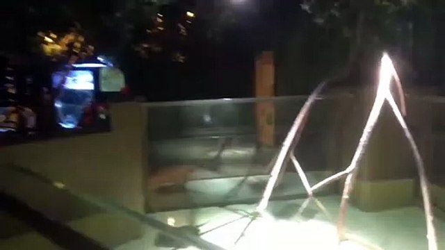 Seahorses at the Living Coasts