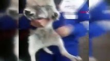 Samsun'da yavru köpek, iki bacağı kesilmiş halde bulundu!