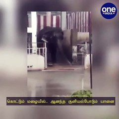 கொட்டும் மழையில்.. ஆனந்த குளியல்போடும் யானை  - க்யூட் வீடியோ