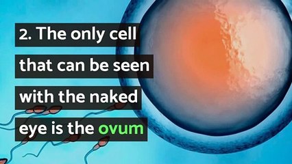 10 interesting facts about the human body