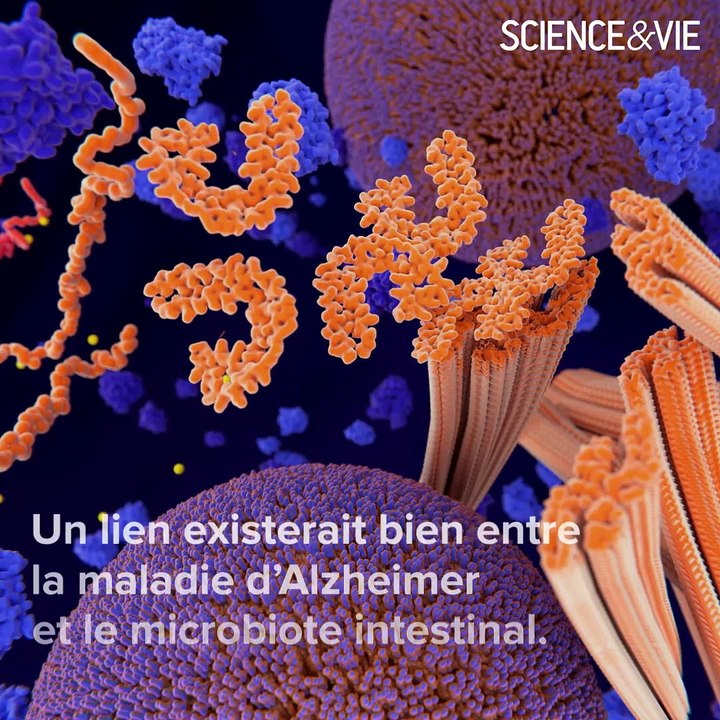 Alzheimer et microbiote intestinal : le lien est confirmé !