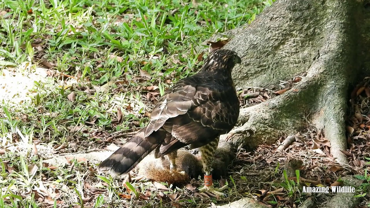 Goshawk hunting Squirrel in the park | Animals fight to the death