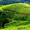 Munnar: A Captivating Hill Station In The God’s Own Country