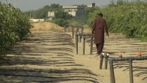 Drip irrigation system becomes beacon of hope to farmers in water-stressed Pakistan