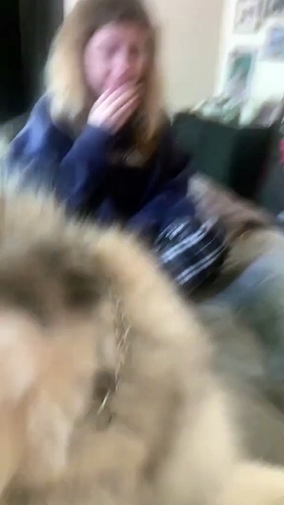 Alaskan Malamute Learns He's Adopted