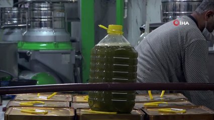 Zeytinin yağ yolculuğu