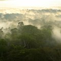 Pourquoi, sans la forêt, nous ne pourrions pas survivre