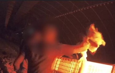 L214: Une nouvelle vidéo dénonce les conditions de travail des «ramasseurs de volailles»