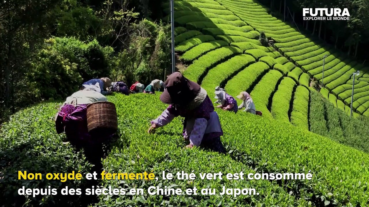 Le thé vert est-il vraiment bon pour la santé ? | Futura