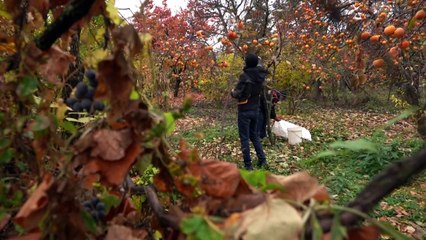 Armenios huyen de Nor Maragha con ganado y cosechas
