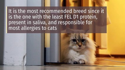 5 best cat breeds for people with allergies