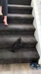 Sweet Pup Struggles with Stairs