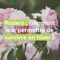 Rosiers : comment leur permettre de survivre en hiver ?