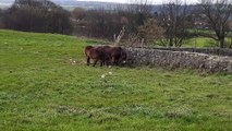 Ponies make return to Cleadon Hills for the winter