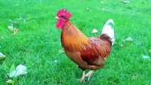How a Rooster Crowing sounds?