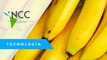 Co­lom­bia se en­fren­ta a hon­go que ame­na­za las plan­ta­cio­nes de ba­na­na