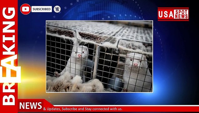 Sweden mink industry workers test positive for COVID-19 amid mutant outbreak