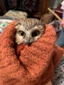 Tiny Owl Rescued From Rockefeller Center Christmas Tree After Epic 170-Mile Journey to New York City