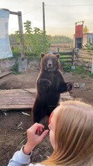 Bear is Better than Human at Catching Ball