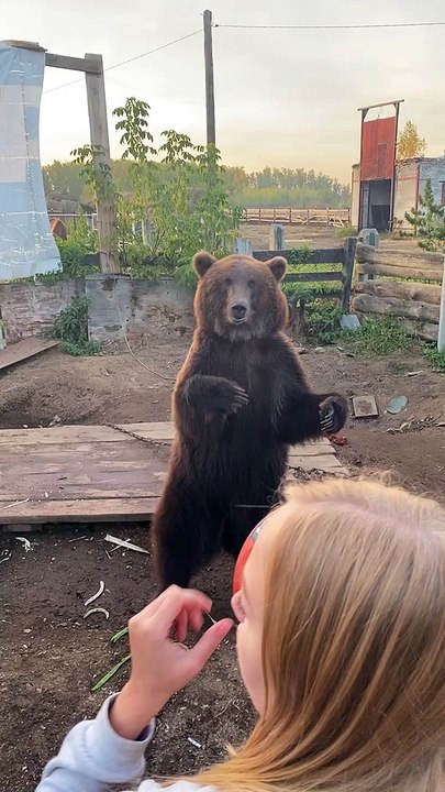 Bear is Better than Human at Catching Ball