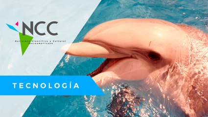 El co­ro­na­vi­rus hace que los del­fi­nes ro­sa­dos vuel­van a Hong Kong