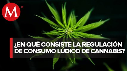 Mariguana: esto dice la ley sobre su uso lúdico