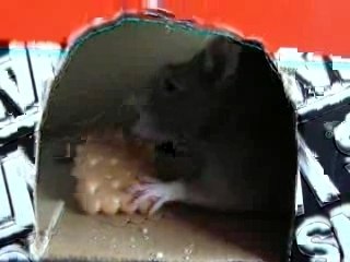 axl the rat - eating a cookie!