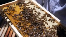 Beekeeping program gives men in youth justice a second chance