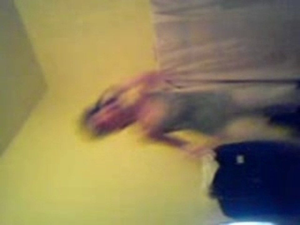 lolilol