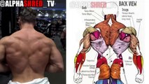 12 Back Rows Exercises For Thickness GAINZ - Mr.Perfect