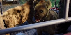 Vanguard Film Clip - Hyenas in a pickup