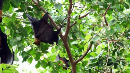 Mysteries of the Mekong S01E08 - Cambodia Seasonal Cycles