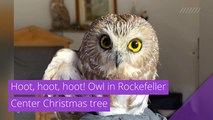 Hoot, hoot, hoot! Owl in Rockefeller Center Christmas tree, and other top stories in strange news from November 20, 2020.