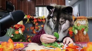 ASMR Dog Reviews Thanksgiving Feast!