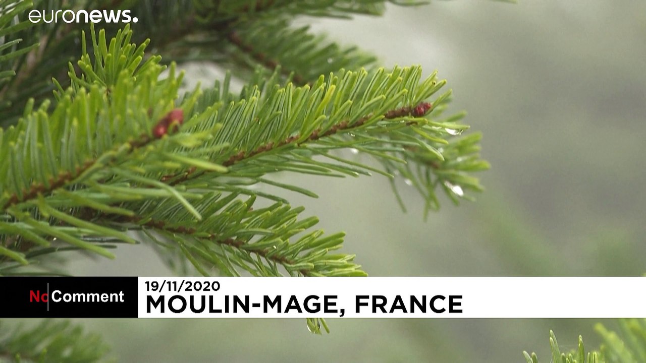 Schnell, schnell, den Weihnachtsbaum auf den Weg bringen