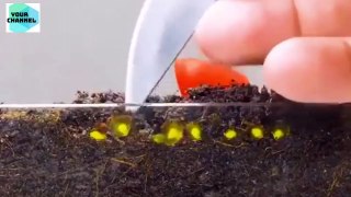 See how seed turns into plant