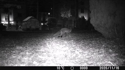 the clever fox does not eat food for dogs