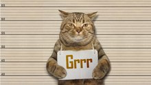 Voici Comment Rendre Votre Chat Plus Calin Video Dailymotion