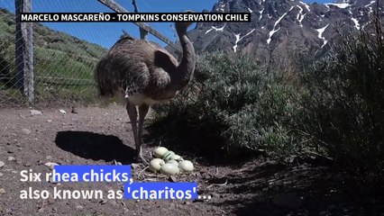 Rhea chicks born in Patagonia give hope for species' survival