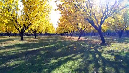 IĞDIR - Kayısı bahçelerinde masal gibi sonbahar